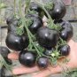 25 PCS Black Pearl Tomato Seeds Non-gmo Heirloom Tomatoes