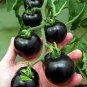 25 PCS Black Pearl Tomato Seeds Non-gmo Heirloom Tomatoes
