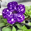 200 PCS Seeds Garden Bonsai Petunia 'Night Sky Blue' Flowers
