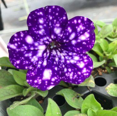 200 PCS Seeds Garden Bonsai Petunia 'Night Sky Blue' Flowers