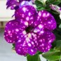 200 PCS Seeds Garden Bonsai Petunia 'Night Sky Blue' Flowers