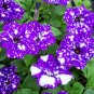 200 PCS Seeds Garden Bonsai Petunia 'Night Sky Blue' Flowers