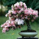 10 PCS Mixed Japanese Sakura Flores Seeds Bonsai Cherry Blossoms