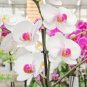 200 PCS Phalaenopsis Giant Orchid Bonsai Seeds