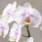 200 PCS Phalaenopsis Giant Orchid Bonsai Seeds