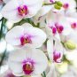 200 PCS Phalaenopsis Giant Orchid Bonsai Seeds