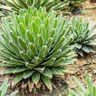 20 PCS Agave Victoriae-Reginae Seed Royal Agave Succulent Flowering Perennial Plant