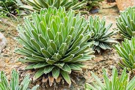 20 PCS Agave Victoriae-Reginae Seed Royal Agave Succulent Flowering Perennial Plant