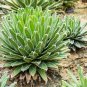 20 PCS Agave Victoriae-Reginae Seed Royal Agave Succulent Flowering Perennial Plant