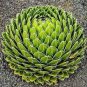20 PCS Agave Victoriae-Reginae Seed Royal Agave Succulent Flowering Perennial Plant