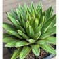 20 PCS Agave Victoriae-Reginae Seed Royal Agave Succulent Flowering Perennial Plant