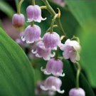 50 PCS Heirloom Convallaria majalis Lily-of-the-valley Rare Flower Seeds 50 PCS Heirloom Convallaria majalis Lily-of-the-valley Rare Flower Seeds