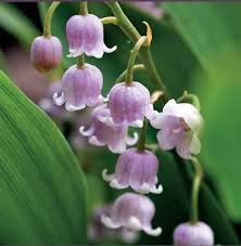 50 PCS Heirloom Convallaria majalis Lily-of-the-valley Rare Flower Seeds
