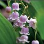 50 PCS Heirloom Convallaria majalis Lily-of-the-valley Rare Flower Seeds