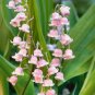 50 PCS Heirloom Convallaria majalis Lily-of-the-valley Rare Flower Seeds