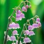 50 PCS Heirloom Convallaria majalis Lily-of-the-valley Rare Flower Seeds