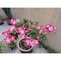 1 PCS Seeds Desert Rose Bonsai, Potted Flowers Bonsai
