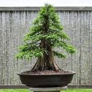 50 PCS Seeds Cypress Trees Bonsai Perennial Courtyard Conifer Bonsais Plantas 50 PCS Seeds Cypress Trees Bonsai Perennial Courtyard Conifer Bonsais Plantas