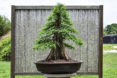 50 PCS Seeds Cypress Trees Bonsai Perennial Courtyard Conifer Bonsais Plantas