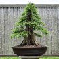 50 PCS Seeds Cypress Trees Bonsai Perennial Courtyard Conifer Bonsais Plantas