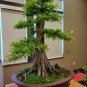 50 PCS Seeds Cypress Trees Bonsai Perennial Courtyard Conifer Bonsais Plantas