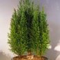 50 PCS Seeds Cypress Trees Bonsai Perennial Courtyard Conifer Bonsais Plantas