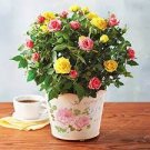 100 PCS Seeds Mini Rose Bonsai Miniature Rose Bonsai A Little Cute Plants
