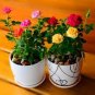100 PCS Seeds Mini Rose Bonsai Miniature Rose Bonsai A Little Cute Plants