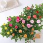 100 PCS Seeds Mini Rose Bonsai Miniature Rose Bonsai A Little Cute Plants