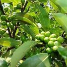 10 PCS Cinnamomum Kotoense Seeds Foliage Plants 10 PCS Cinnamomum Kotoense Seeds Foliage Plants