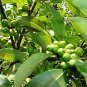10 PCS Cinnamomum Kotoense Seeds Foliage Plants