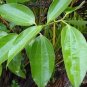 10 PCS Cinnamomum Kotoense Seeds Foliage Plants