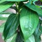 10 PCS Cinnamomum Kotoense Seeds Foliage Plants