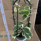 100 PCS Hoya Kerrii Bonsai Seeds Hybrid