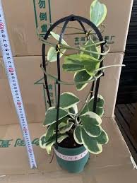 100 PCS Hoya Kerrii Bonsai Seeds Hybrid