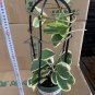 100 PCS Hoya Kerrii Bonsai Seeds Hybrid