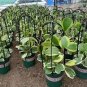 100 PCS Hoya Kerrii Bonsai Seeds Hybrid