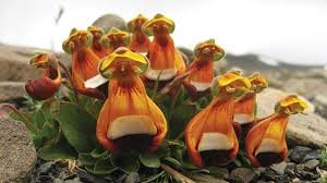 100 PCS Calceolaria Uniflora Bonsai Flowers Seeds Darwin's Slipper Flowers