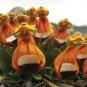 100 PCS Calceolaria Uniflora Bonsai Flowers Seeds Darwin's Slipper Flowers
