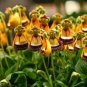 100 PCS Calceolaria Uniflora Bonsai Flowers Seeds Darwin's Slipper Flowers