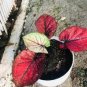 100 Pcs Seeds Colorful Thailand Caladium Flower Bonsai