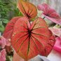 100 Pcs Seeds Colorful Thailand Caladium Flower Bonsai