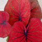 100 Pcs Seeds Colorful Thailand Caladium Flower Bonsai