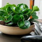 100 Pcs Seeds Rare Chinese Rare Peperomia Plant Variety Bonsai Tree