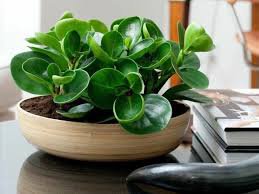 100 Pcs Seeds Rare Chinese Rare Peperomia Plant Variety Bonsai Tree
