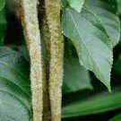 100 Pcs Acalypha Hispida Seeds Green Chenille Plants Bonsai Ornamental Flowers