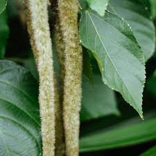 100 Pcs Acalypha Hispida Seeds Green Chenille Plants Bonsai Ornamental Flowers