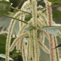 100 Pcs Acalypha Hispida Seeds Green Chenille Plants Bonsai Ornamental Flowers