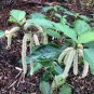 100 Pcs Acalypha Hispida Seeds Green Chenille Plants Bonsai Ornamental Flowers