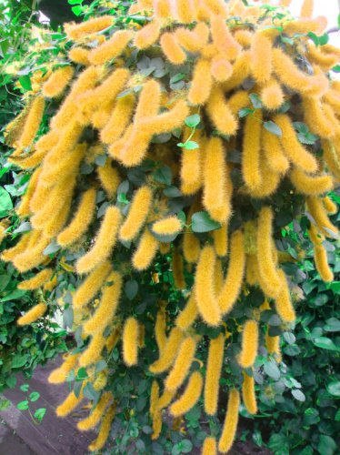 100 Pcs Seeds Hybrid F2 Chenille Plant (Acalypha pendula) Seeds Orange Color Bonsai